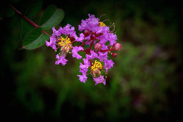 鲜艳紫薇花图片