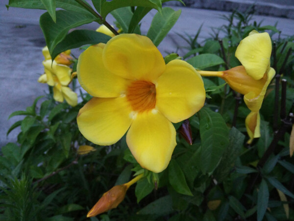 花