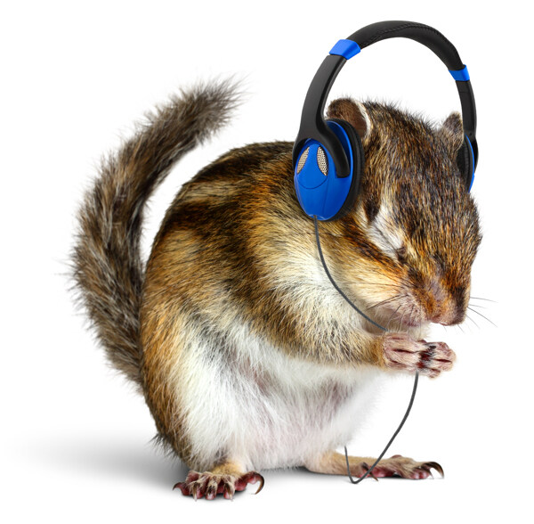 戴耳机听歌的老鼠