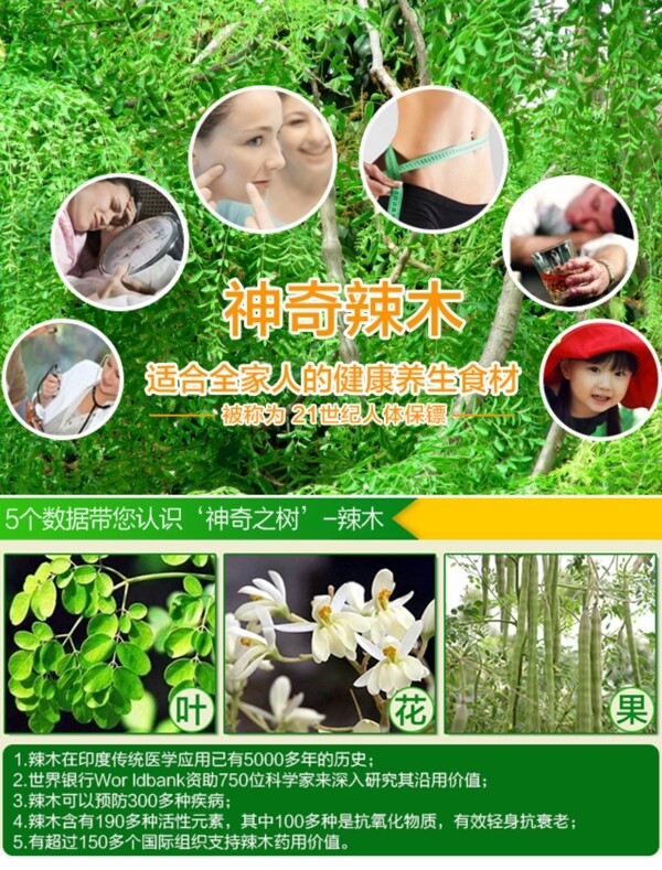 辣木詳情介紹