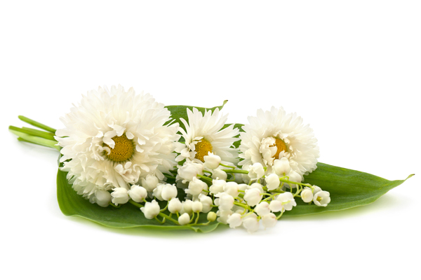 白色雛菊?qǐng)D片