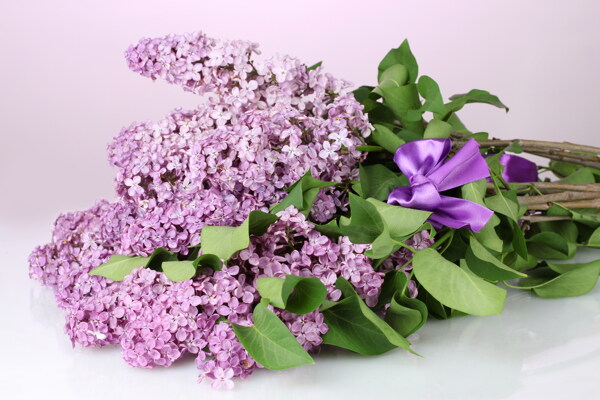唯美一束丁香花圖片