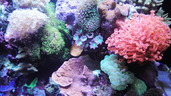 海水珊瑚软体图片