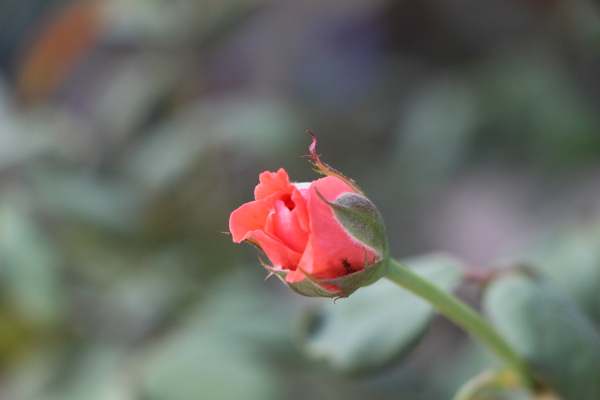 花骨朵圖片