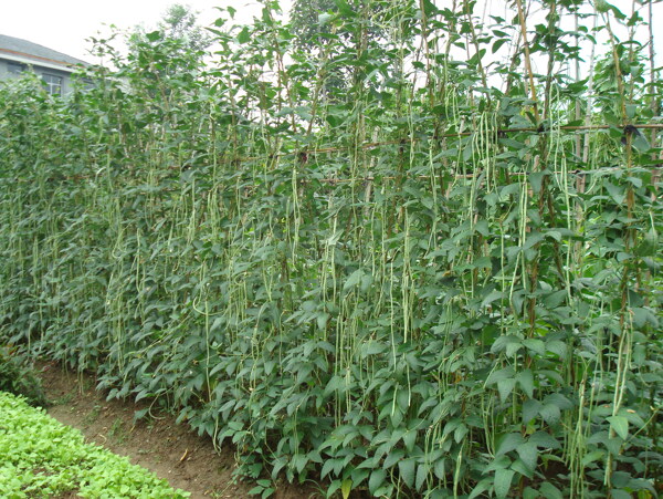 我家的菜園長豆角圖片