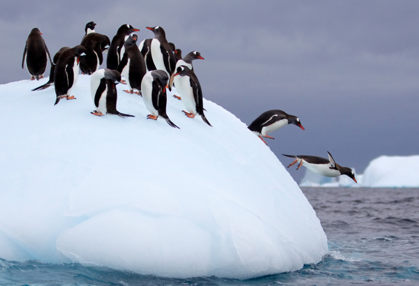 浮冰上的企鹅图片