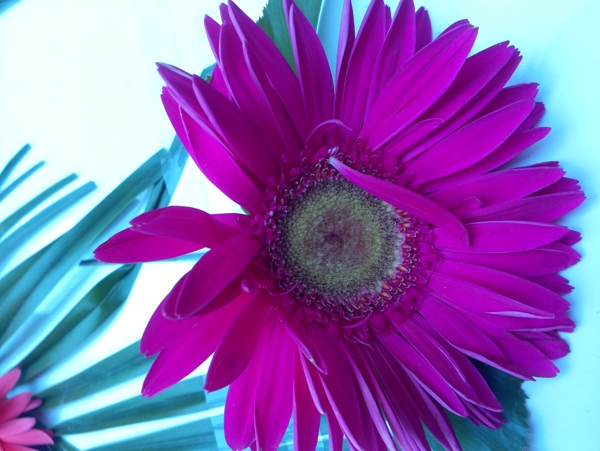 扶郎花圖片