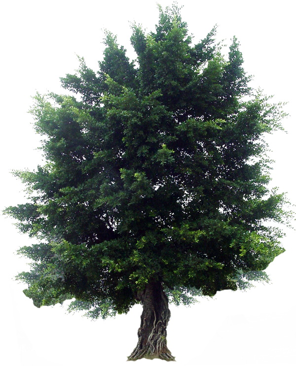 植物貼圖素材建筑裝飾JPG0289