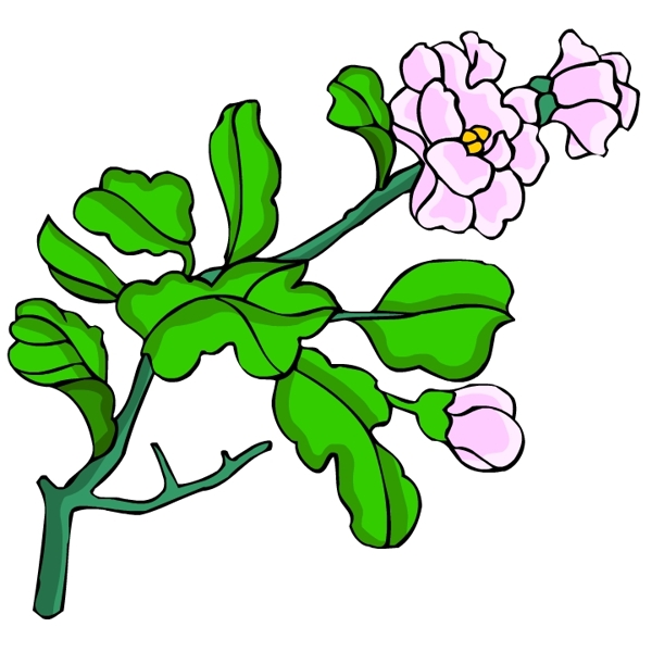 花卉古典插畫(huà)
