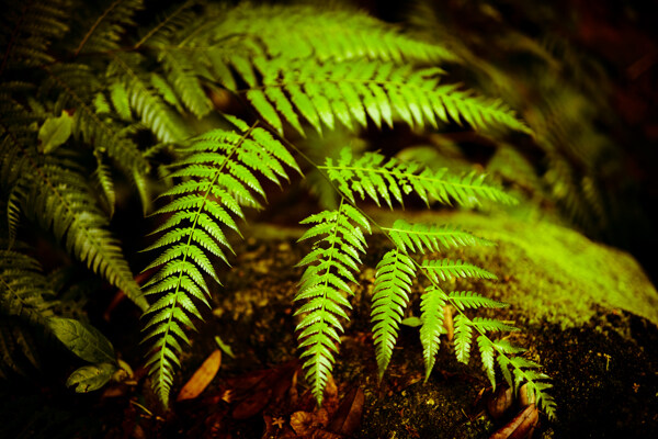 蕨类植物森林热带图片