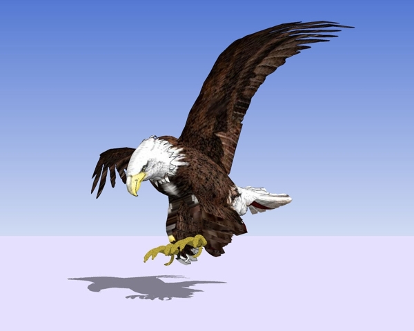 老鹰3D模型图片