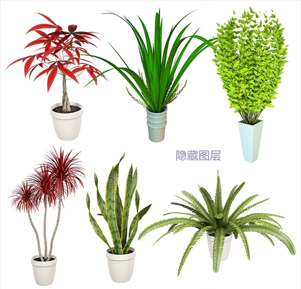 3D植物盆栽图片