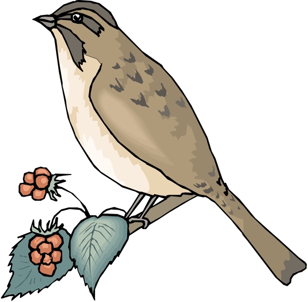 各種鳥(niǎo)類(lèi)鳥(niǎo)動(dòng)物矢量素材EPS格式1438