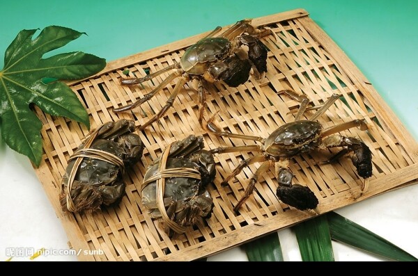 陽澄湖大閘蟹4圖片