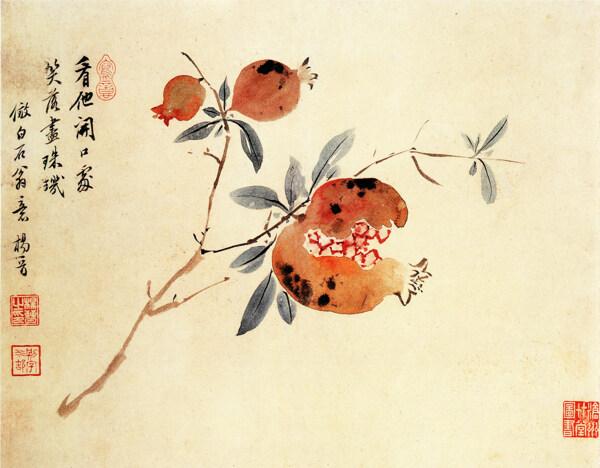 石榴圖圖片
