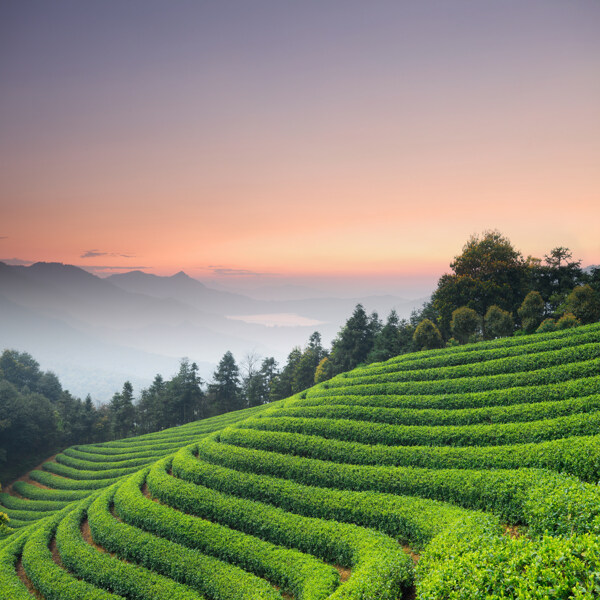 茶園