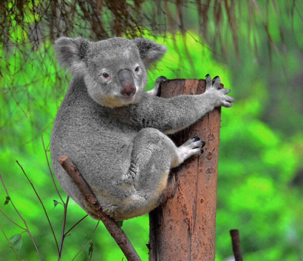 澳大利亚考拉Koala