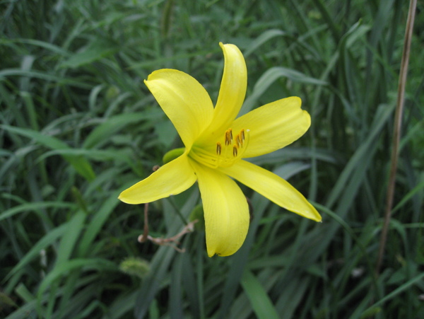 黃花花朵圖片