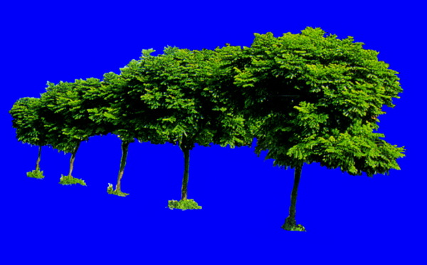 植物貼圖素材JPG1616