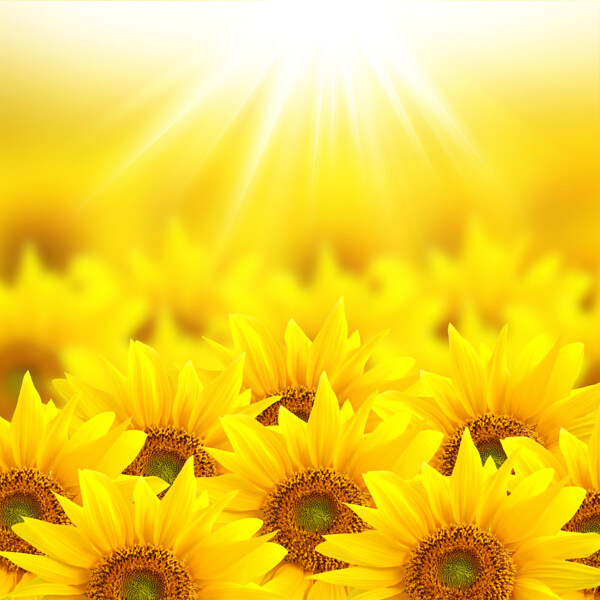 阳光下向日葵花图片