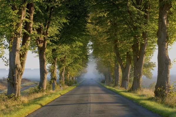 樹木道路