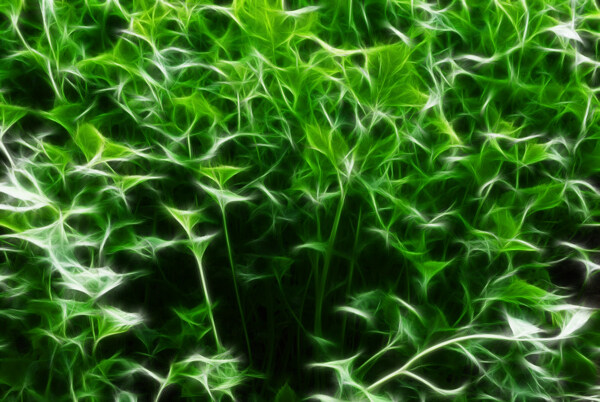 植物素材