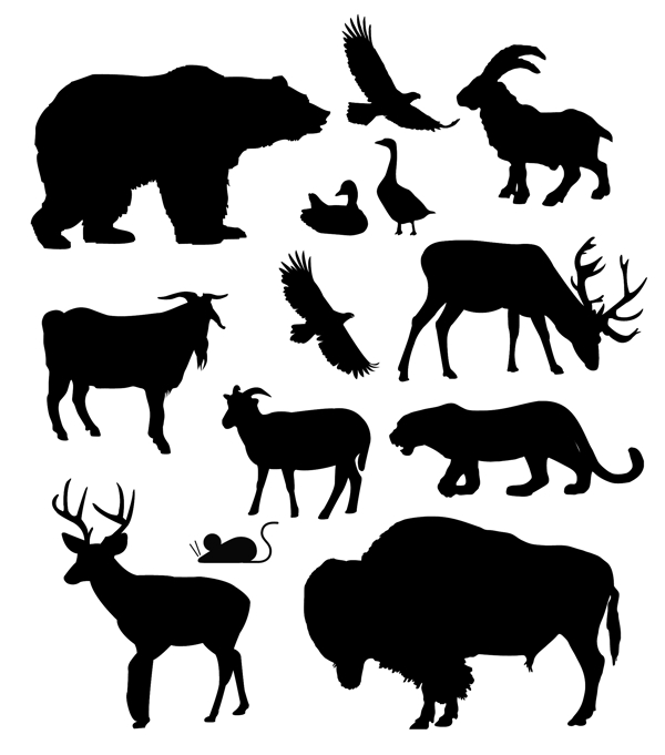 北美洲的动物