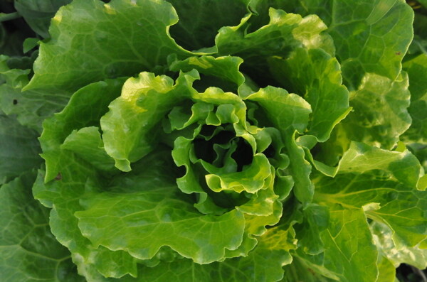 生菜圖片
