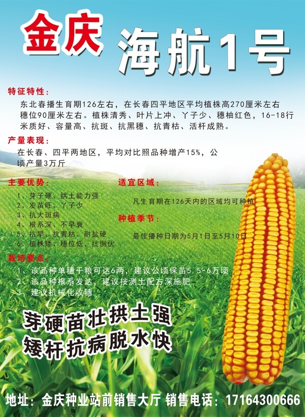 玉米种子宣传
