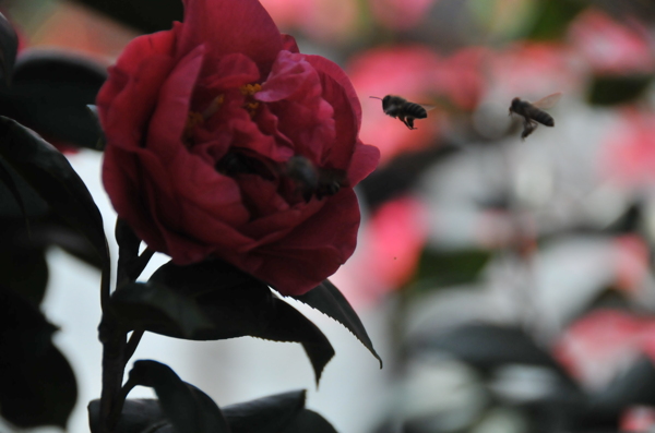 红玫瑰引蜜蜂
