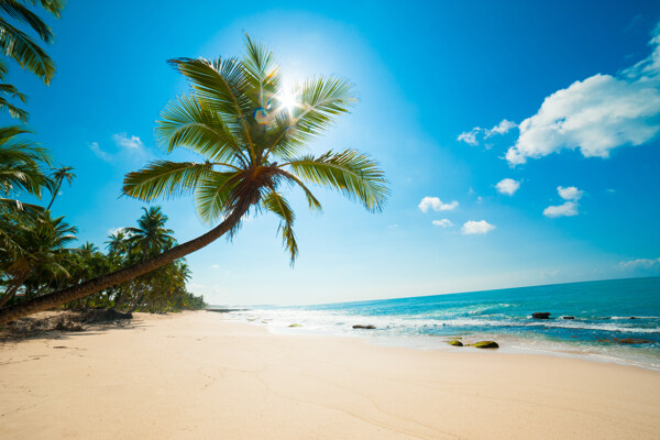 蓝天下的海边椰树和沙滩
