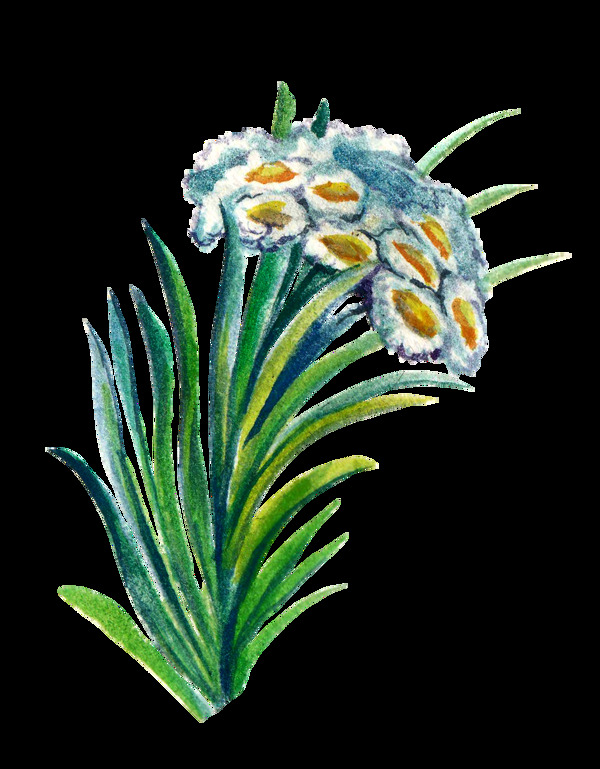 手绘植物卡通透明水彩素材4