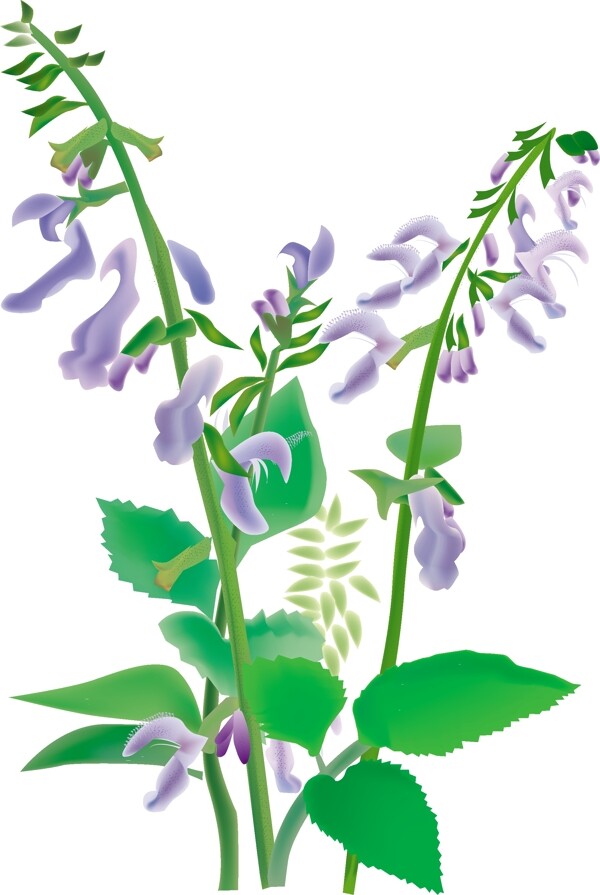 中草藥丹芎圖片