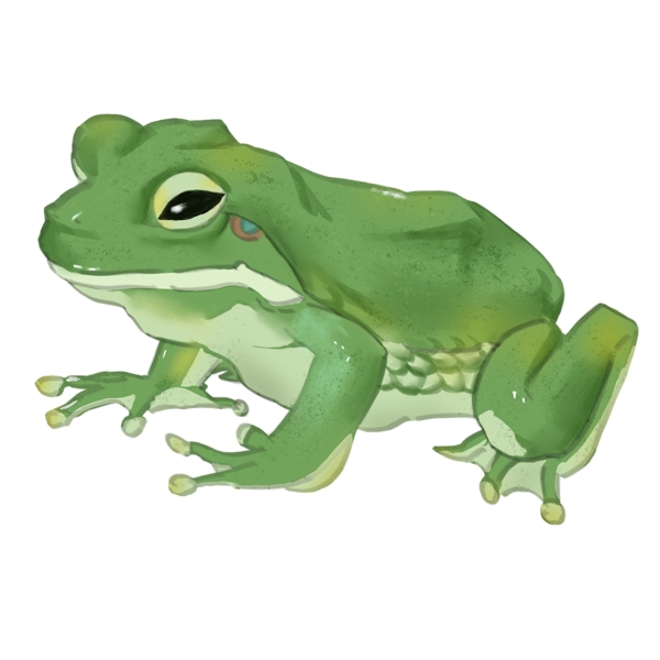 动物绿色青蛙