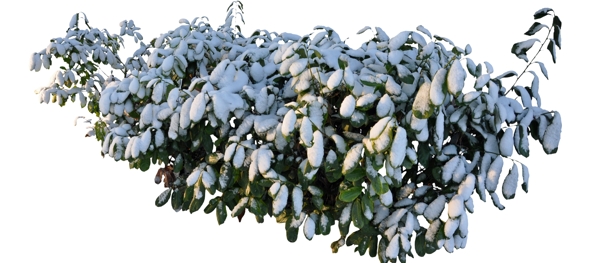 雪與草