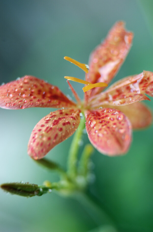 花卉無語百花世界花朵花草花蕊花瓣百花世界全球首席設計大百科