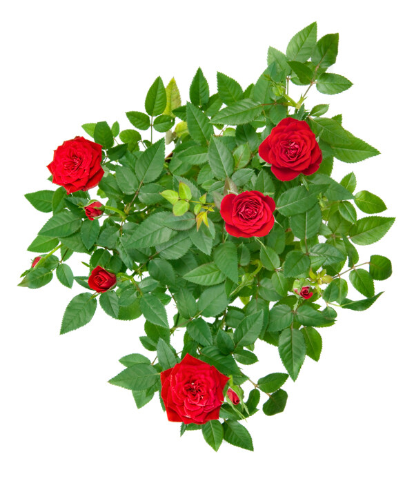 月季花圖片