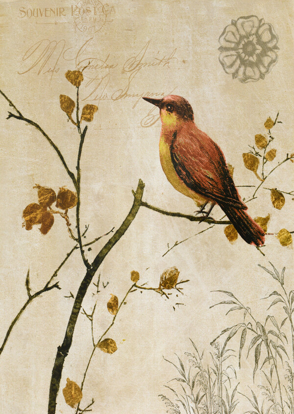 古典畫鳥圖片