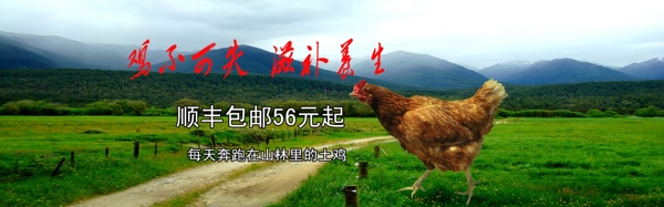山林野雞背景海報