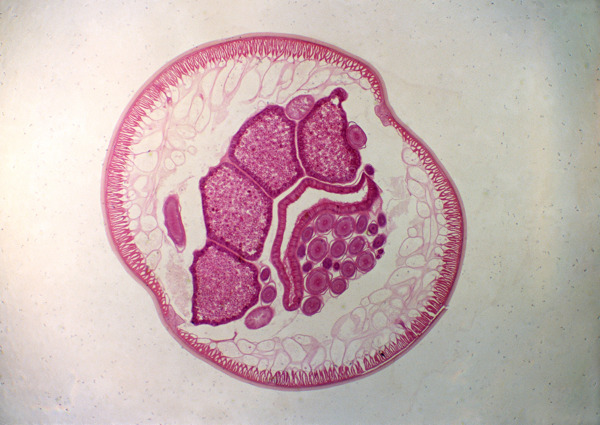 紫色细胞结构