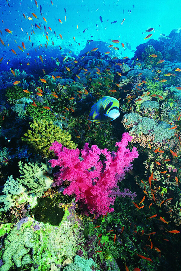 海底世界摄影图片素材
