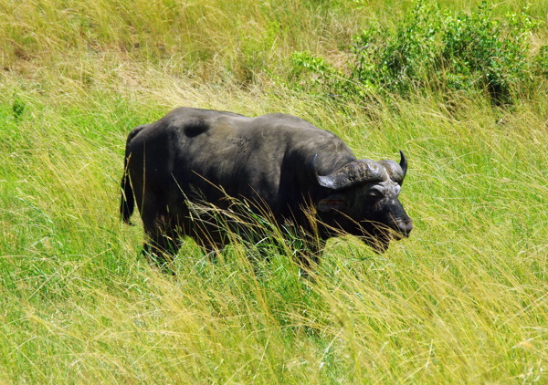 非洲野生水牛图片