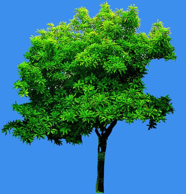 第倫桃植物素材