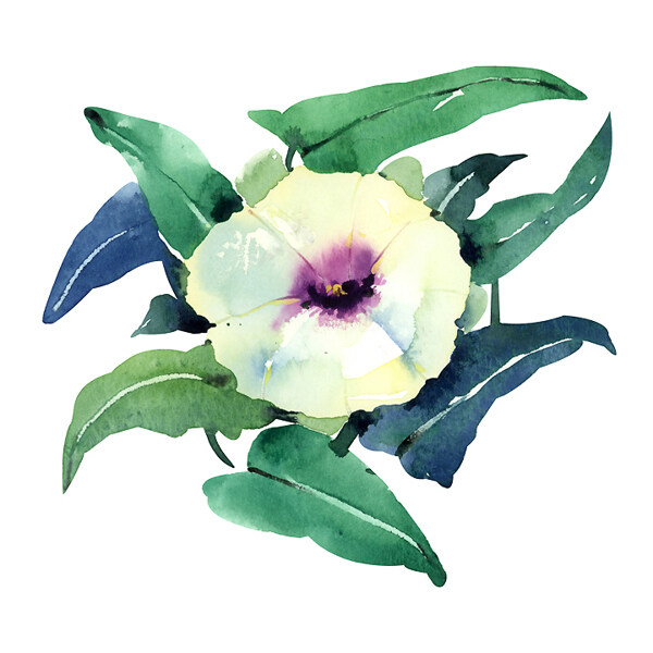位圖植物寫意花卉花朵牽?；赓M(fèi)素材