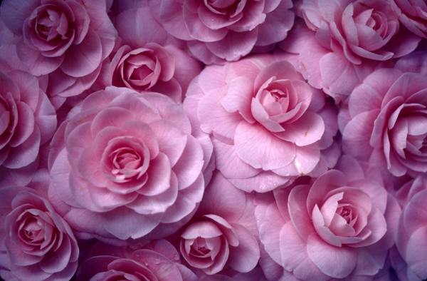 丁香花圖片