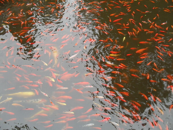 各種鯉魚圖片