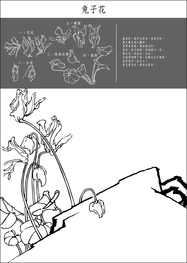 矢量白描兔子花