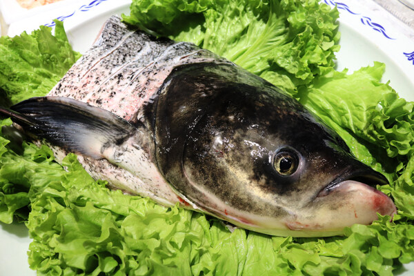千島湖魚頭照片
