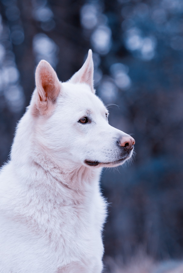 白色超萌狗狗图片