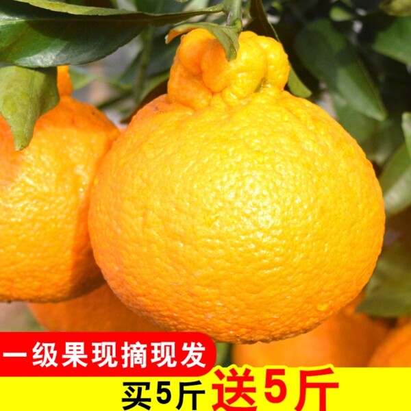 丑橘直通車